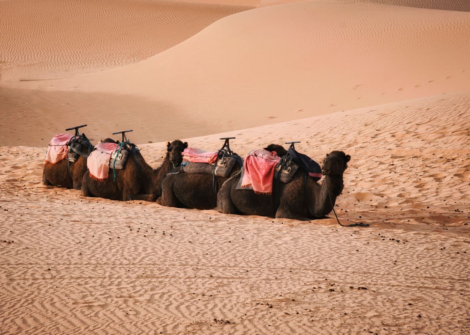 Caravane de dromadaires au repos sur les dunes du Sahara