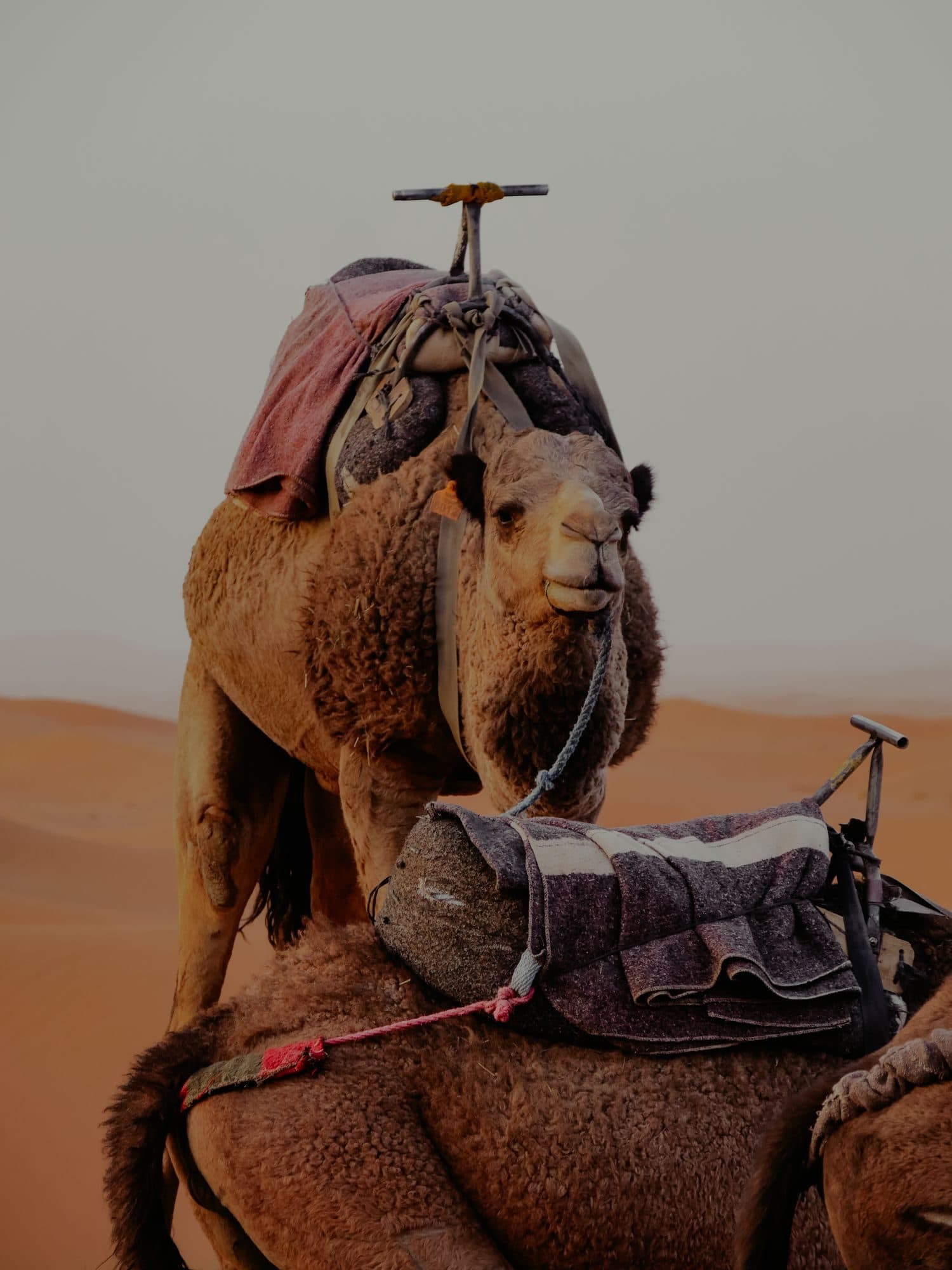 Saddled dromedary in the warm tones of the palm grove